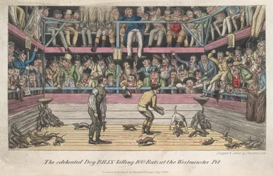 Rats tués, «Life in London, etc.», de Pierce Egan