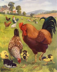 Robert, le coq, est très fier