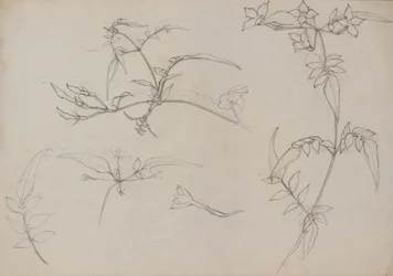 Dessin botanique