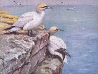 Gannets (litho)