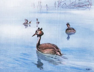 Grèbe huppé (litho)