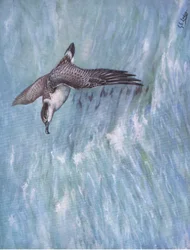 Puffin majeur (litho)