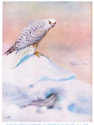 Faucon du Groenland et lagopède, illustration tirée de "British Birds" par Kirkman  Jourdain