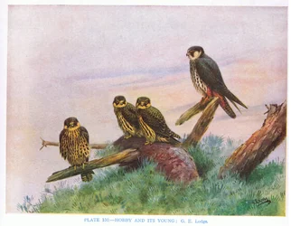 Hobby et jeune, illustration tirée de "British Birds" par Kirkman  Jourdain
