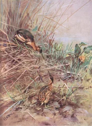 Petit Blongios (litho)