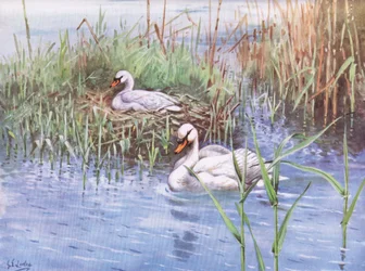 Cygne tuberculé (litho)
