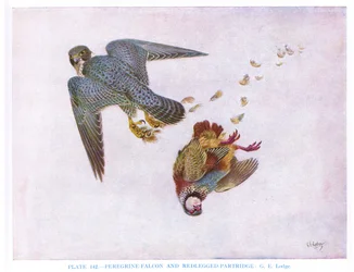 Faucon pèlerin et perdrix rouge, illustration tirée de "British Birds" par Kirkman  Jourdain