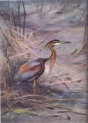 Héron pourpré (litho)