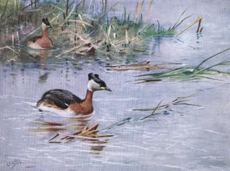 Grèbe à cou roux (litho)