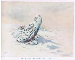 Harfang des neiges avec le lièvre, illustration tirée de "British Birds" par Kirkman  Jourdain