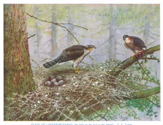 Épervier, illustration tirée de "British Birds" par Kirkman  Jourdain