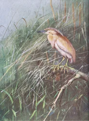 Héron cendré (litho)