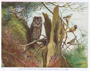 Chouette hulotte harcelée par de petits oiseaux, illustration tirée de "British Birds" par Kirkman  Jourdain