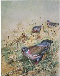 Pigeon ramier (lithographie)