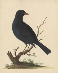 [Oiseau noir]