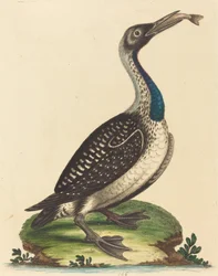 Oiseaux aquatiques noir et blanc avec gorge bleue