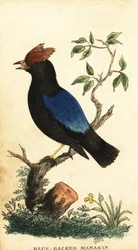 Manakin à dos bleu, Chiroxiphia pareola (gravure)