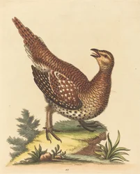 Oiseau tacheté brun