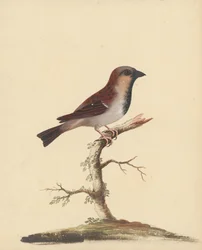 [Moineau mâle]