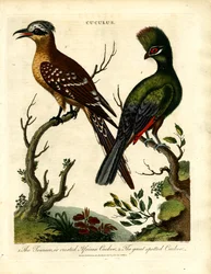 Espèces de coucous