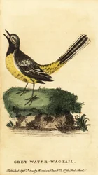 Bergeronnette des ruisseaux, Motacilla cinerea, 1800