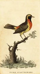 Tangara guira, Hemithraupis guira (gravure)