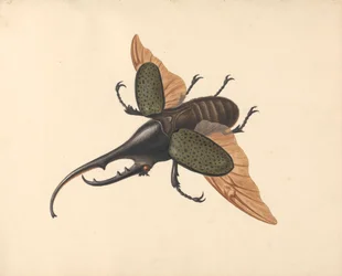 Scarabée Hercule