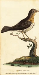 Grive musicienne, Turdus minor