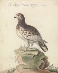 Lagopède