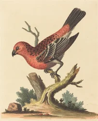 Oiseau rouge et noir