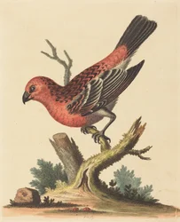 Oiseau rouge et noir