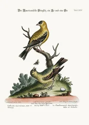 Le Chardonneret jaune, mâle et femelle, 1749-73