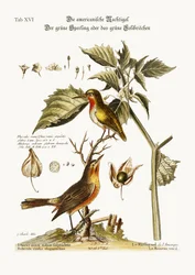 Le rossignol américain. Le moineau vert ou colibri vert, 1749-73