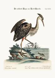 Le Héron cendré d