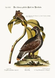 Le tétras lyre noir et tacheté, 1749-73