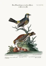 Les gobe-mouches à couronne dorée, mâle et femelle, 1749-73