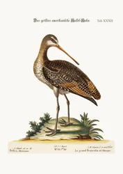 Le Grand Godwit américain, 1749-73