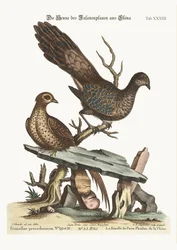 La femelle du faisan-paon de Chine, 1749-73