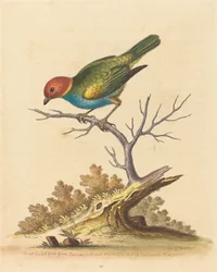Le chardonneret à tête rouge du Surinam