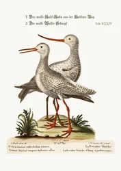 Le Godwit blanc de la baie d