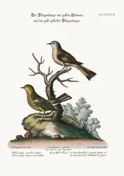 Le gobe-mouche à queue jaune et le gobe-mouche jaune tacheté, 1749-73