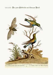 Le colibri vert à ventre noir, 1749-73