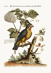 Le petit faucon indien noir et orange, 1749-73