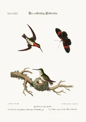 Le colibri à gorge rouge, 1749-73