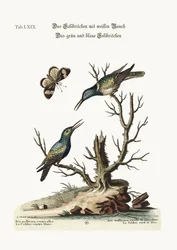 Le colibri à ventre blanc. Le colibri vert et bleu, 1749-73