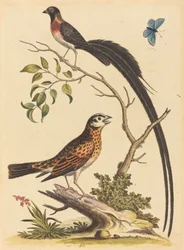 Deux oiseaux, l