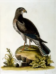 Illustration à l