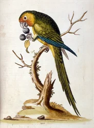 Illustration à l