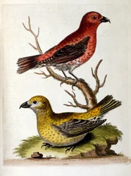 Illustration à l