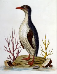 Illustration à l
